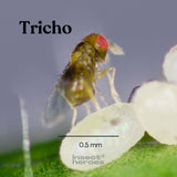 Halve milimeter tricho vlieg op een moteitje macro foto Halve milimeter tricho vlieg op een moteitje macro foto