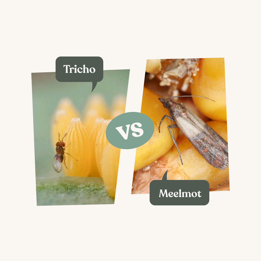 Combi Deal - tegen meelmotten Brievenbuspakket Combi Deal - tegen kledingmot met handleidingen