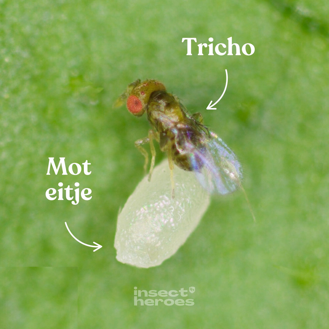 Tricho vlieg op een moteitje macro foto Tricho vlieg op een moteitje macro foto