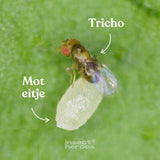 Tricho vlieg op een moteitje macro foto Tricho vlieg op een moteitje macro foto