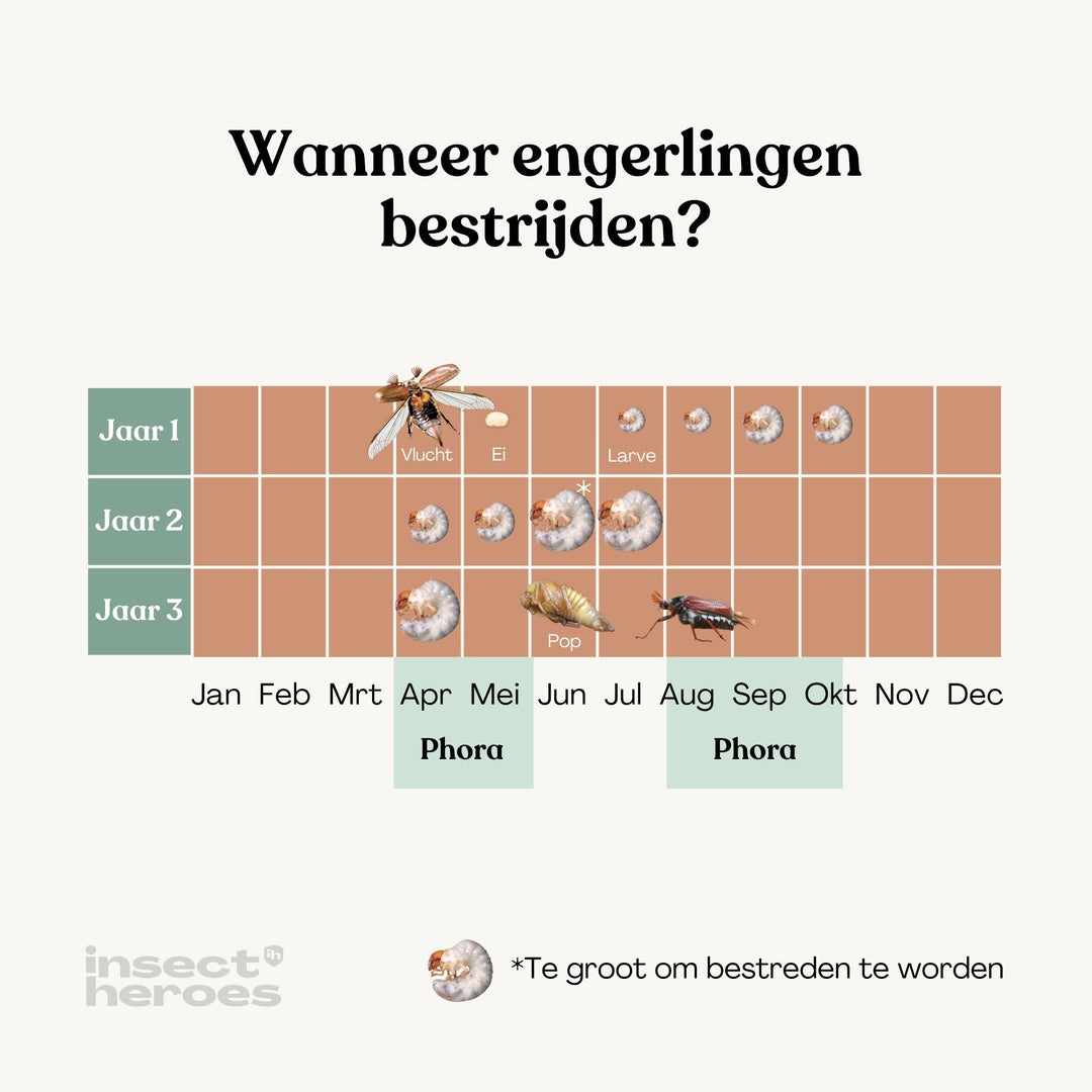 Diagram laat zien dat Phora Aaltjes het beste zijn te gebruiken in April en Mei of in Augustus, September en Oktober. Diagram laat zien dat Phora Aaltjes het beste zijn te gebruiken in April en Mei of in Augustus, September en Oktober.