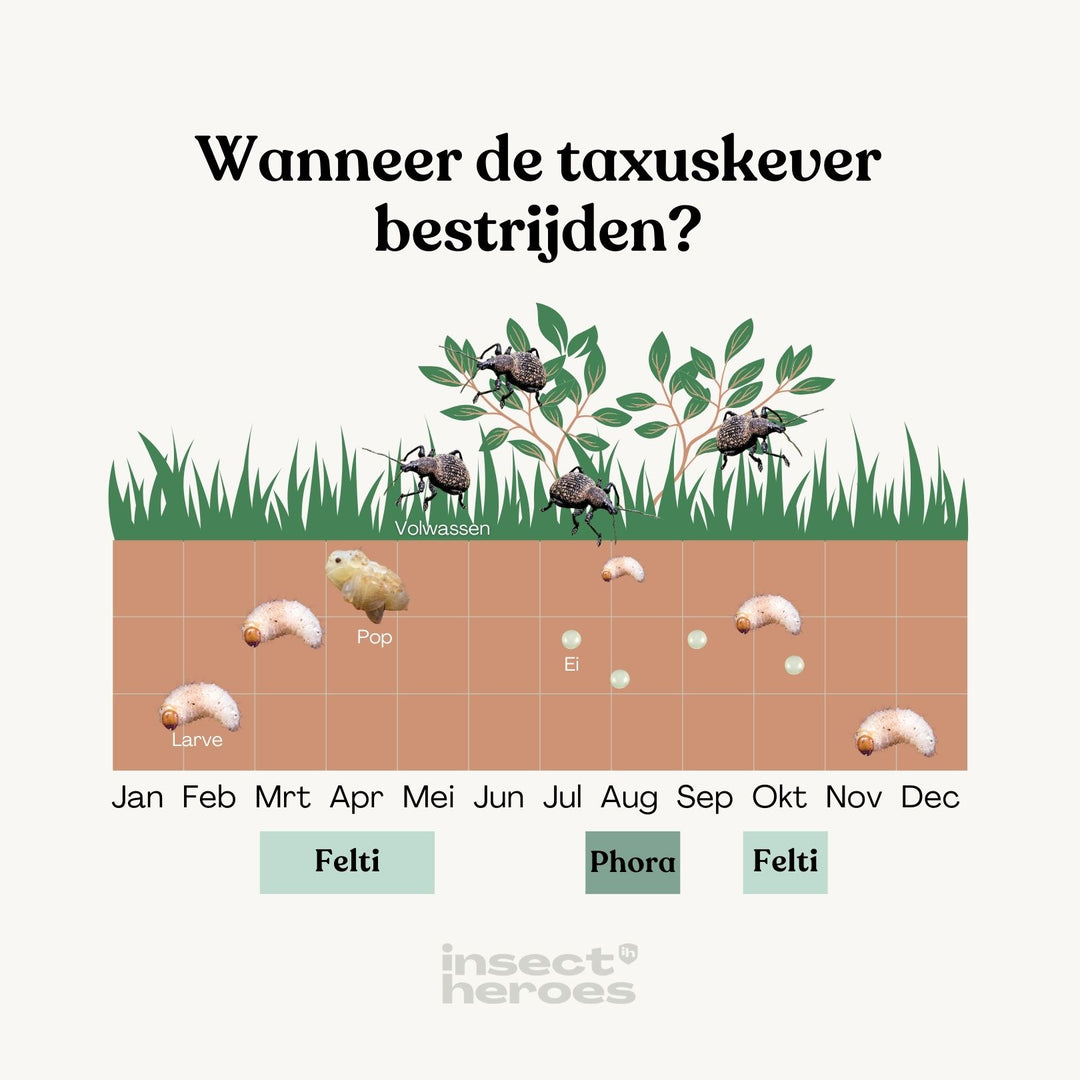 Phora - tegen taxuskever Phora - tegen taxuskever