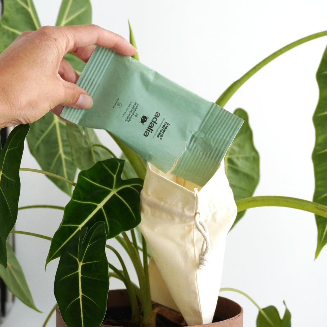 Zakje Adalia wat wordt geleegd in een uitzetzakje aan een plant Zakje Adalia wat wordt geleegd in een uitzetzakje aan een plant