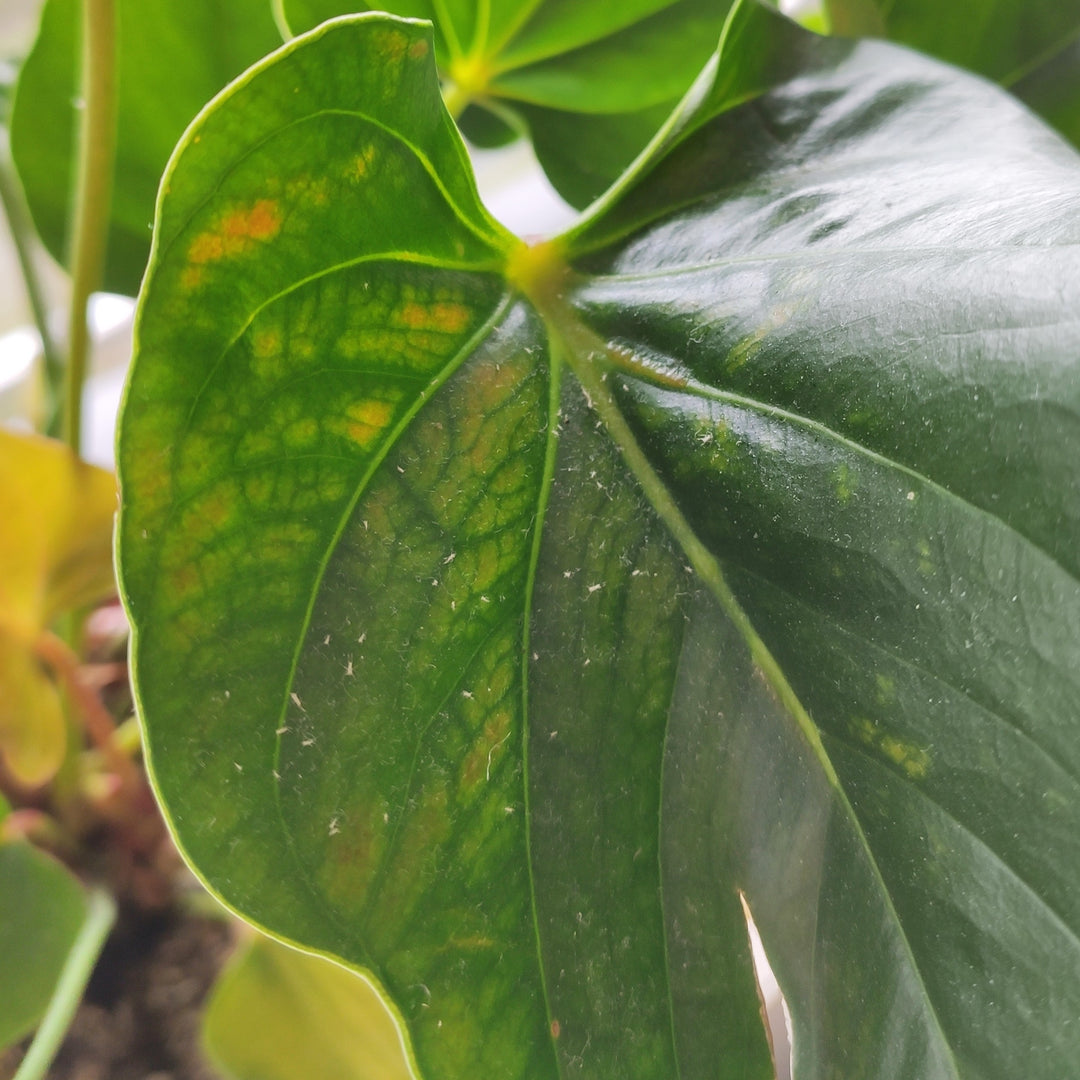 Anthurium met gele vlekken en witte velletjes