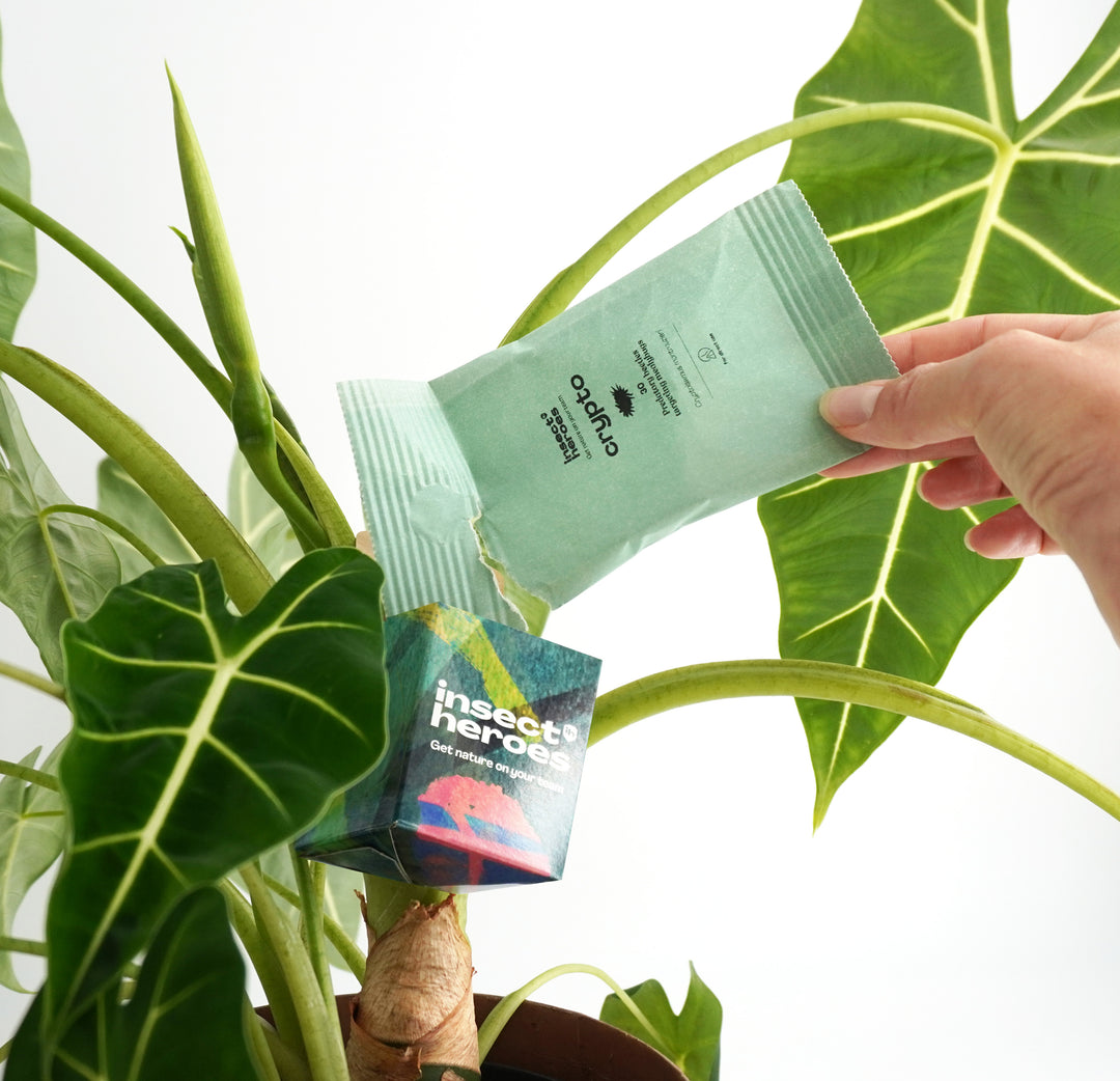 Zakje Crypto wat wordt geleegd in een boxi uitzetdoosje aan een plant Zakje Crypto wat wordt geleegd in een boxi uitzetdoosje aan een plant