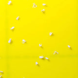 Sticky Leaf Geel Large - tegen witte vlieg Sticky Leaf Geel Large - tegen witte vlieg