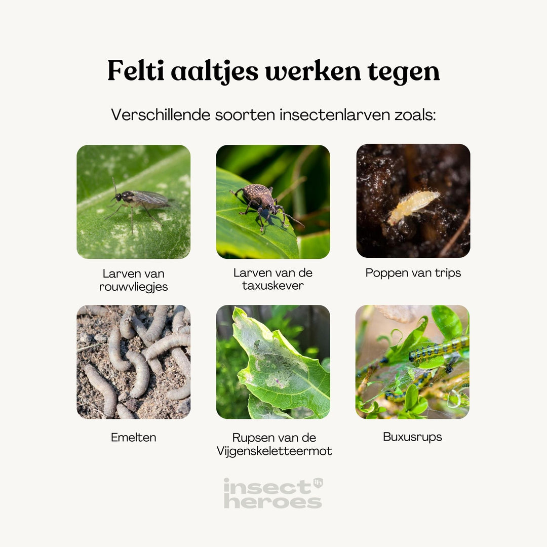 Felti - tegen taxuskever Felti - tegen taxuskever