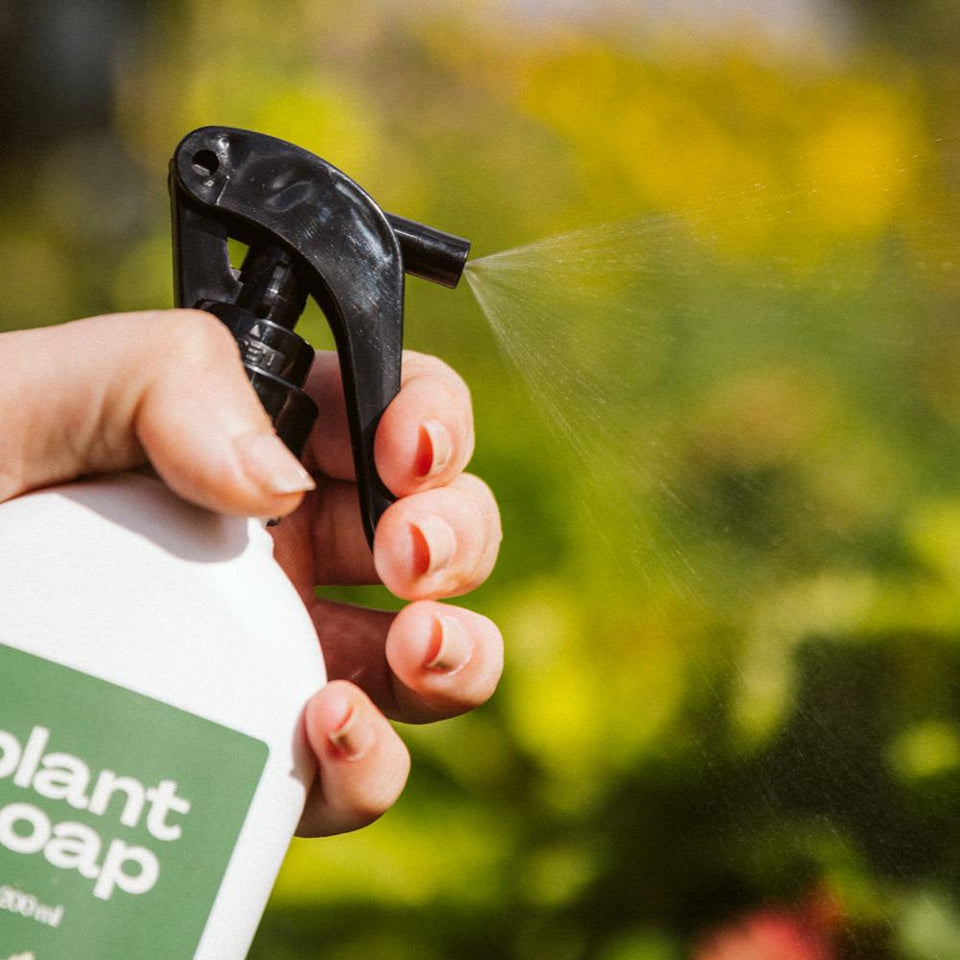 Plant Soap plant soap insect heroes