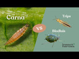 Carna - tegen trips Carna - tegen trips