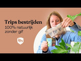 Irski - tegen trips