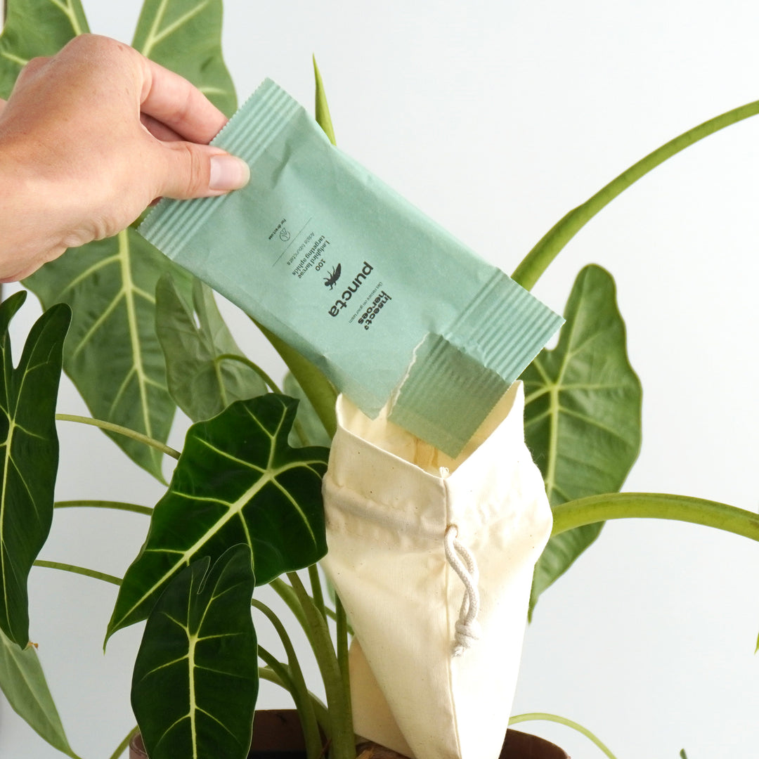 Zakje Puncta wat wordt geleegd in een uitzetzakje aan een plant Zakje Puncta wat wordt geleegd in een uitzetzakje aan een plant