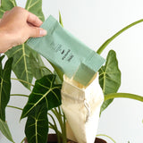 Zakje Puncta wat wordt geleegd in een uitzetzakje aan een plant Zakje Puncta wat wordt geleegd in een uitzetzakje aan een plant