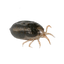 Image 49633819853130 Slangenmijt