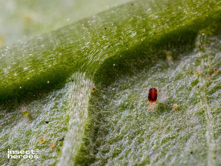 Image 43561554936138 macro foto van roodgekleurde kasspintmijt op blad