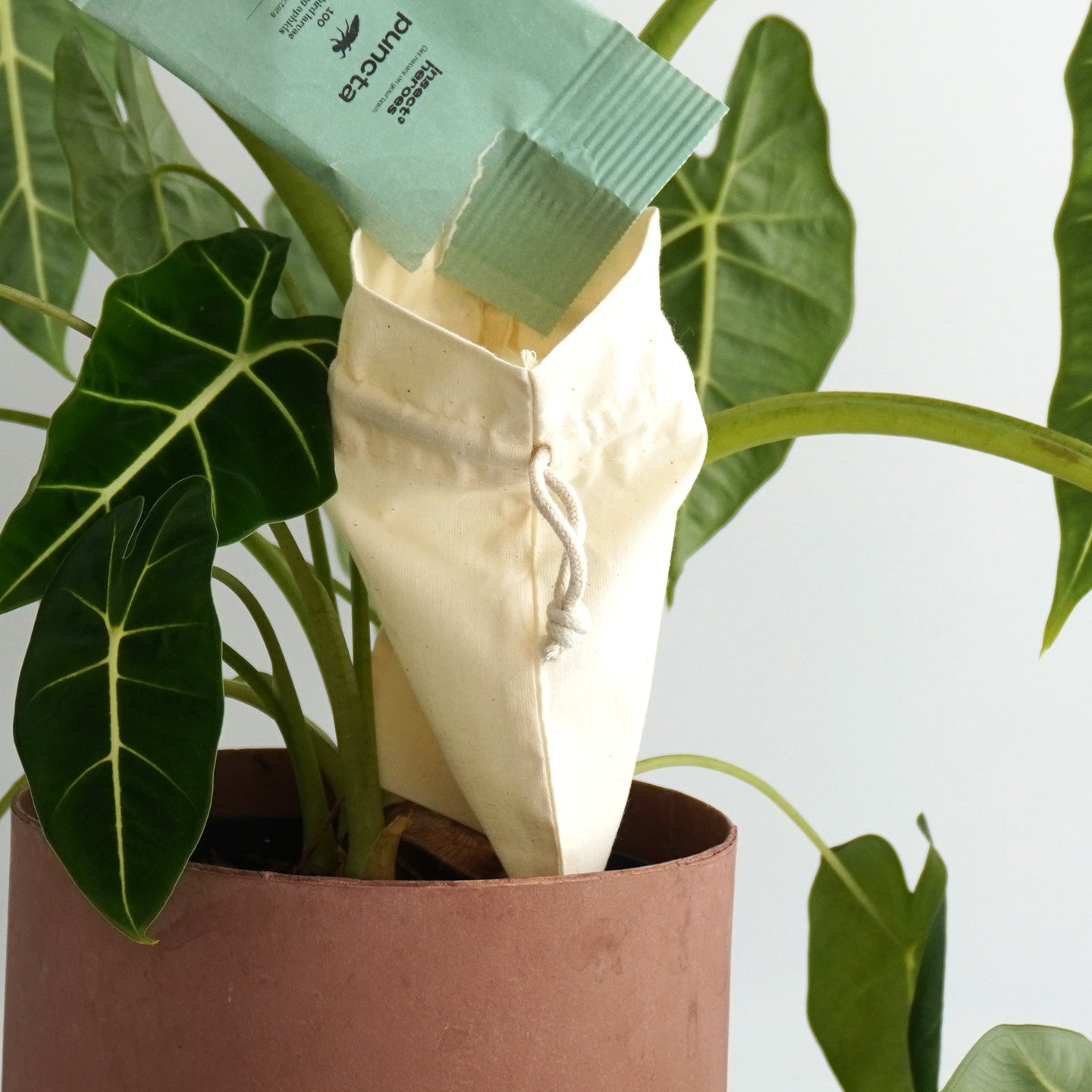 Uitzetzakje Puncta Zakje Puncta wat wordt geleegd in een uitzetzakje aan een plant