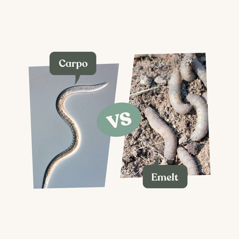 Carpo - tegen emelten Carpo - tegen emelten