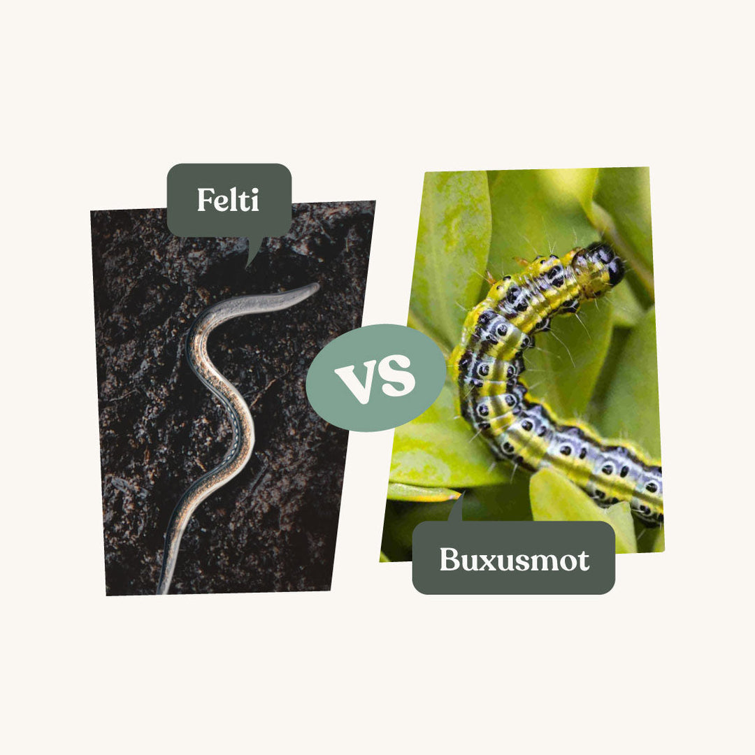 Felti - tegen buxusmot Felti - tegen buxusmot