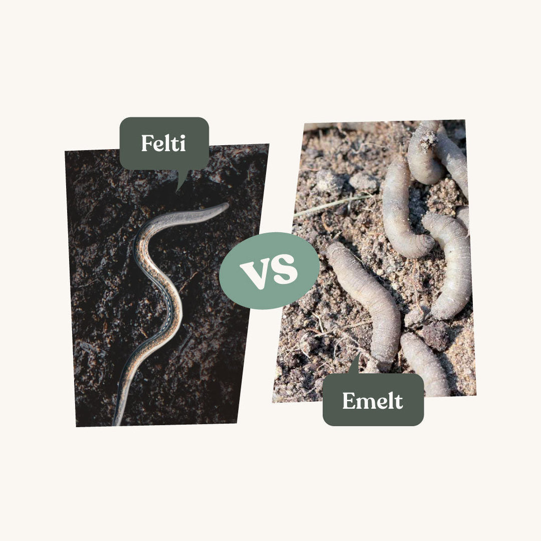 Felti - tegen emelten Felti - tegen emelten