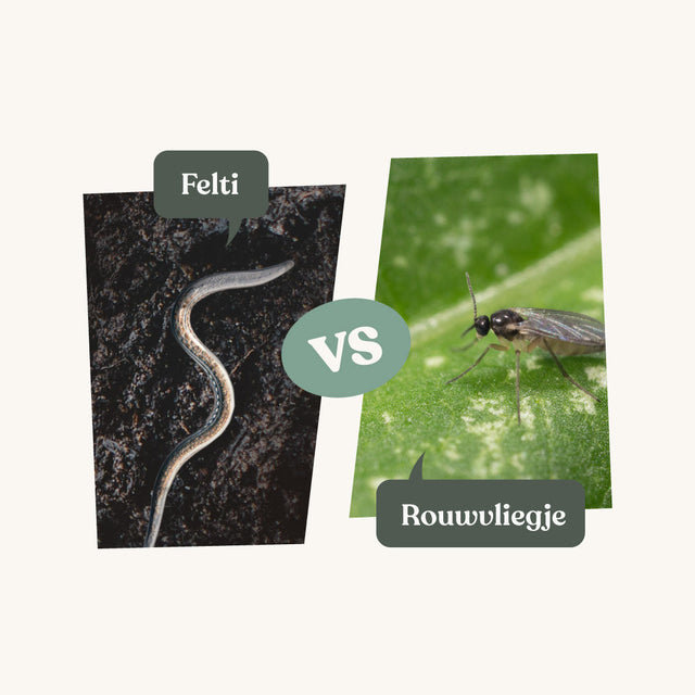 Felti - tegen rouwvliegjes Felti - tegen rouwvliegjes