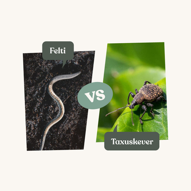 Felti - tegen taxuskever Felti - tegen taxuskever