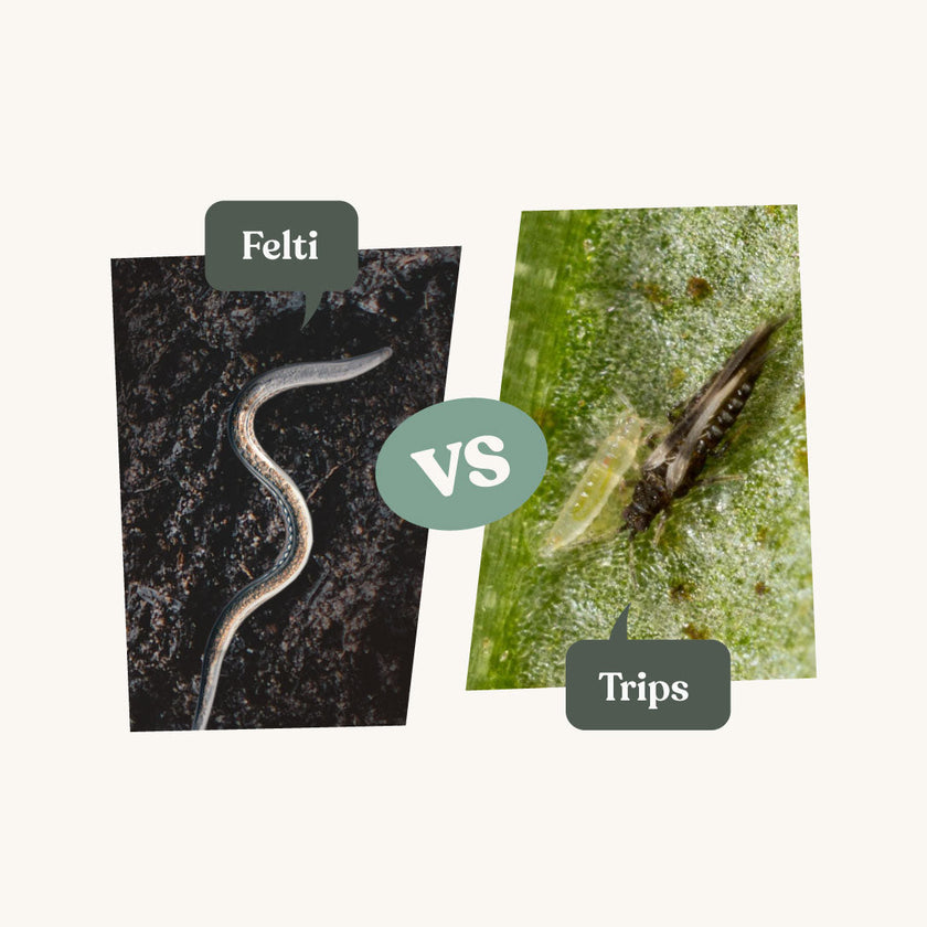 Felti - tegen trips Felti - tegen trips