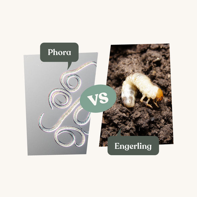Phora- tegen engerlingen Phora- tegen engerlingen