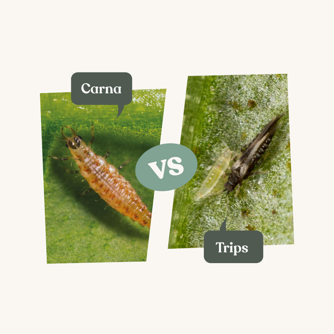 Carna - tegen trips Carna - tegen trips