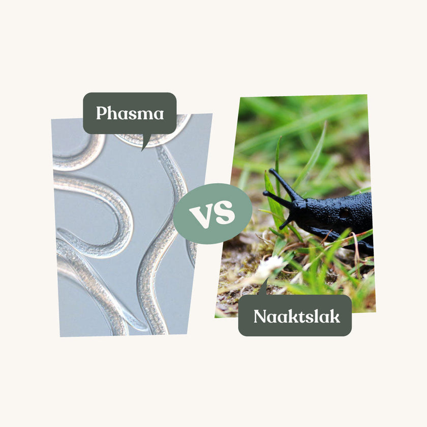 Phasma - tegen slakken Phasma - tegen slakken