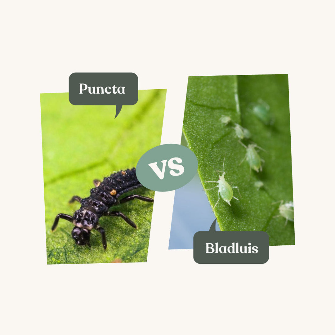 Puncta - tegen bladluis Puncta - tegen bladluis