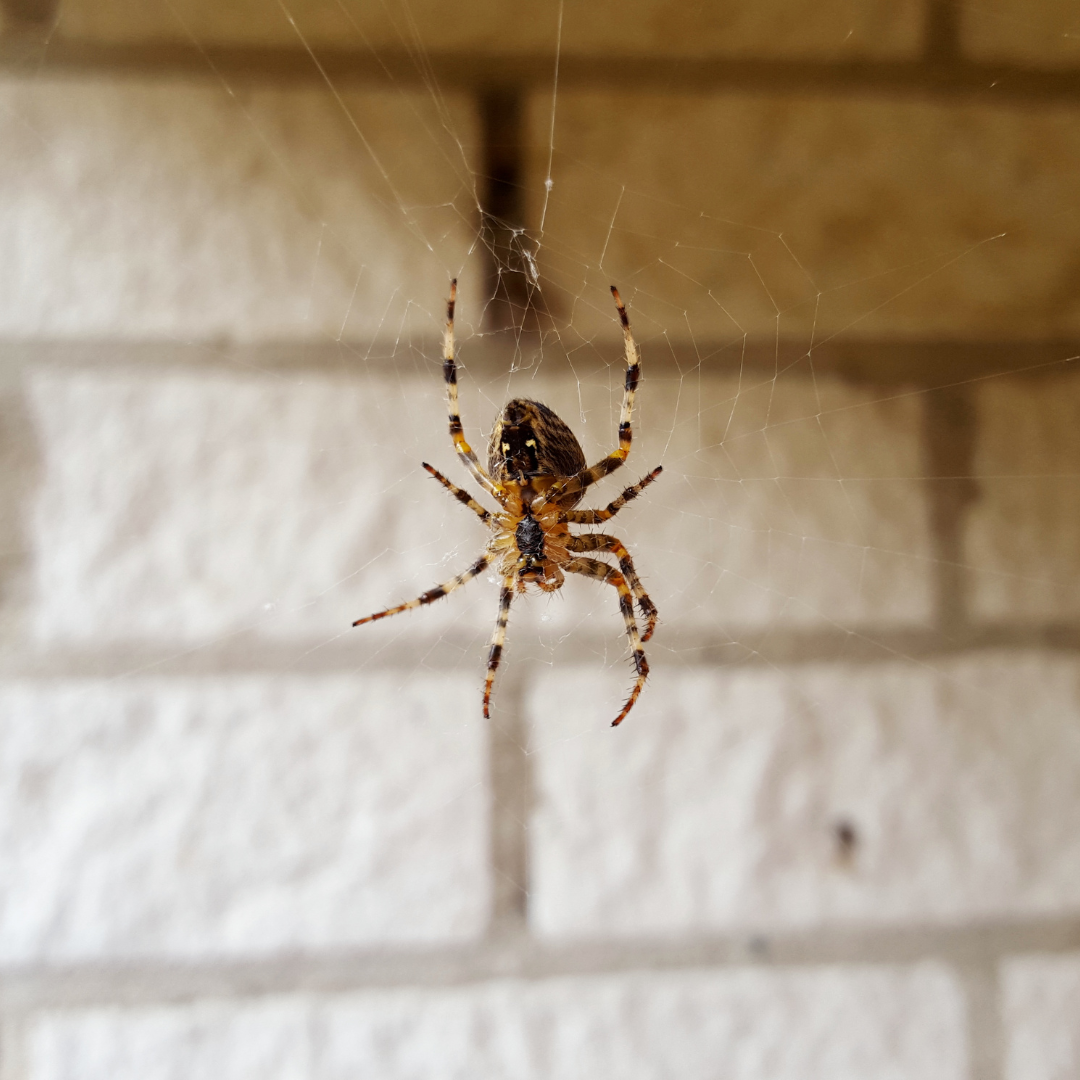 5 tips for preventing spiders in your home