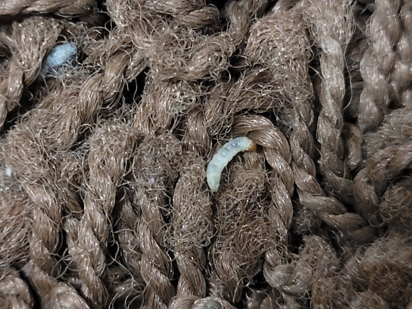 Maak van je favoriete kleding geen mottenhapje met onze drie tips tegen kledingmot!