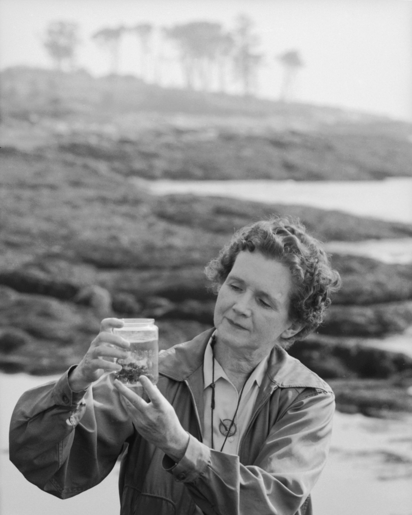 Tegen de stilte in: de groene erfenis van Rachel Carson