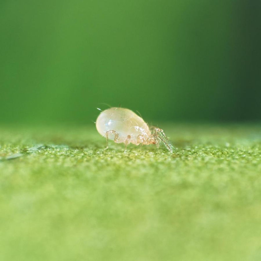 Irski, de natuurlijke Hero voor elke kamerplant
