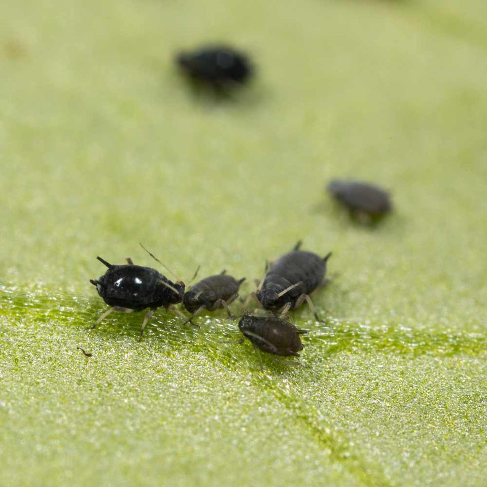 Help! Bladluizen op de plant.