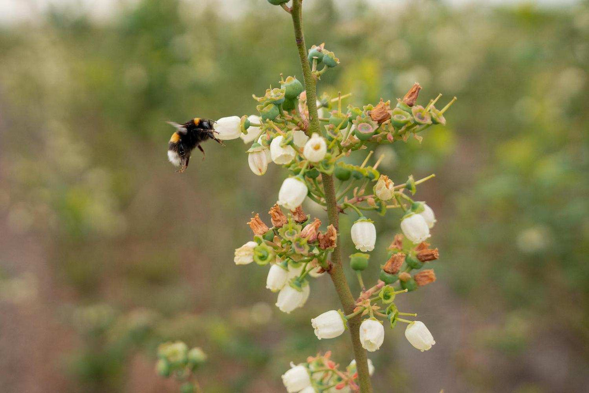 Nederland kampioen in biodiversiteitsverlies
