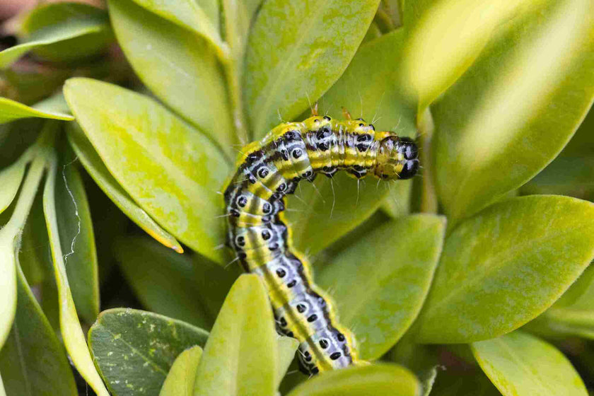 Hoe bescherm ik mijn buxus tegen de buxusmot?