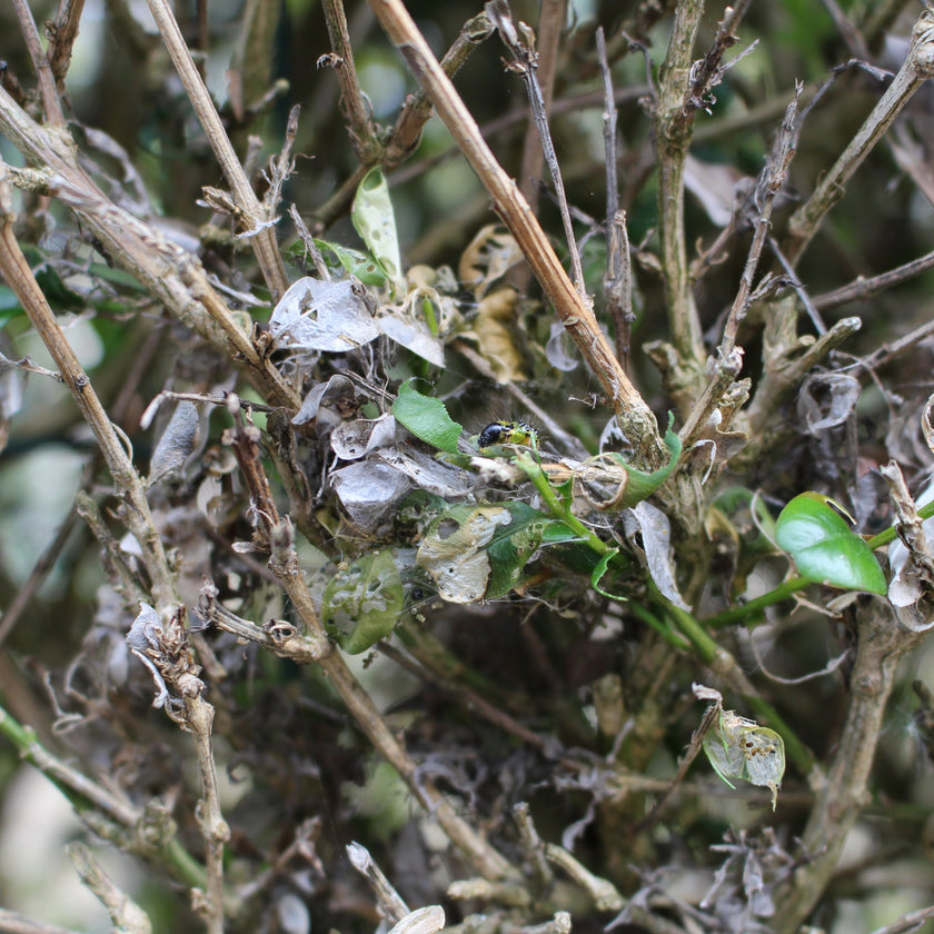 Hoe kun jij jouw buxus beschermen tegen vraatschade?