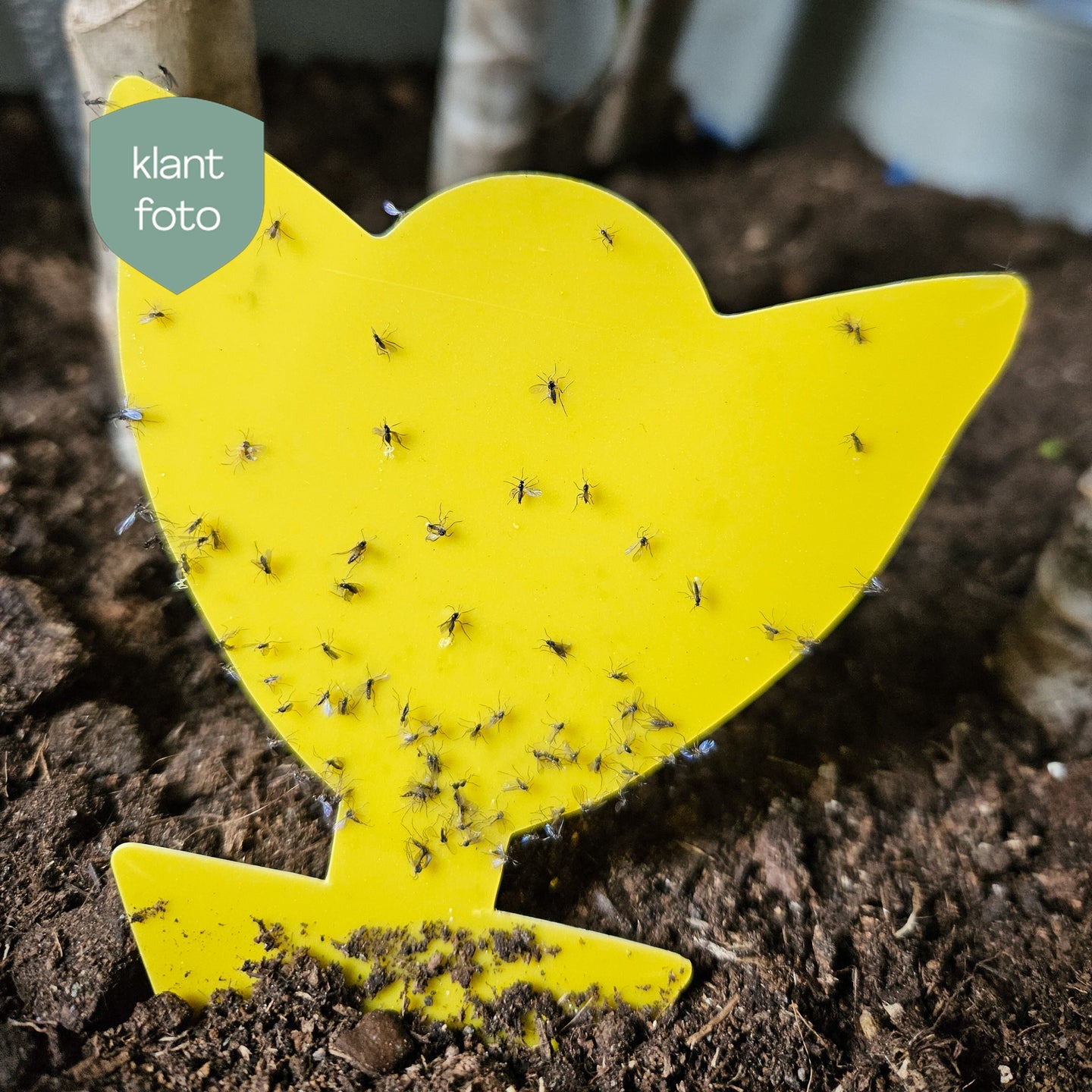 Zo herken je rouwvliegjes!