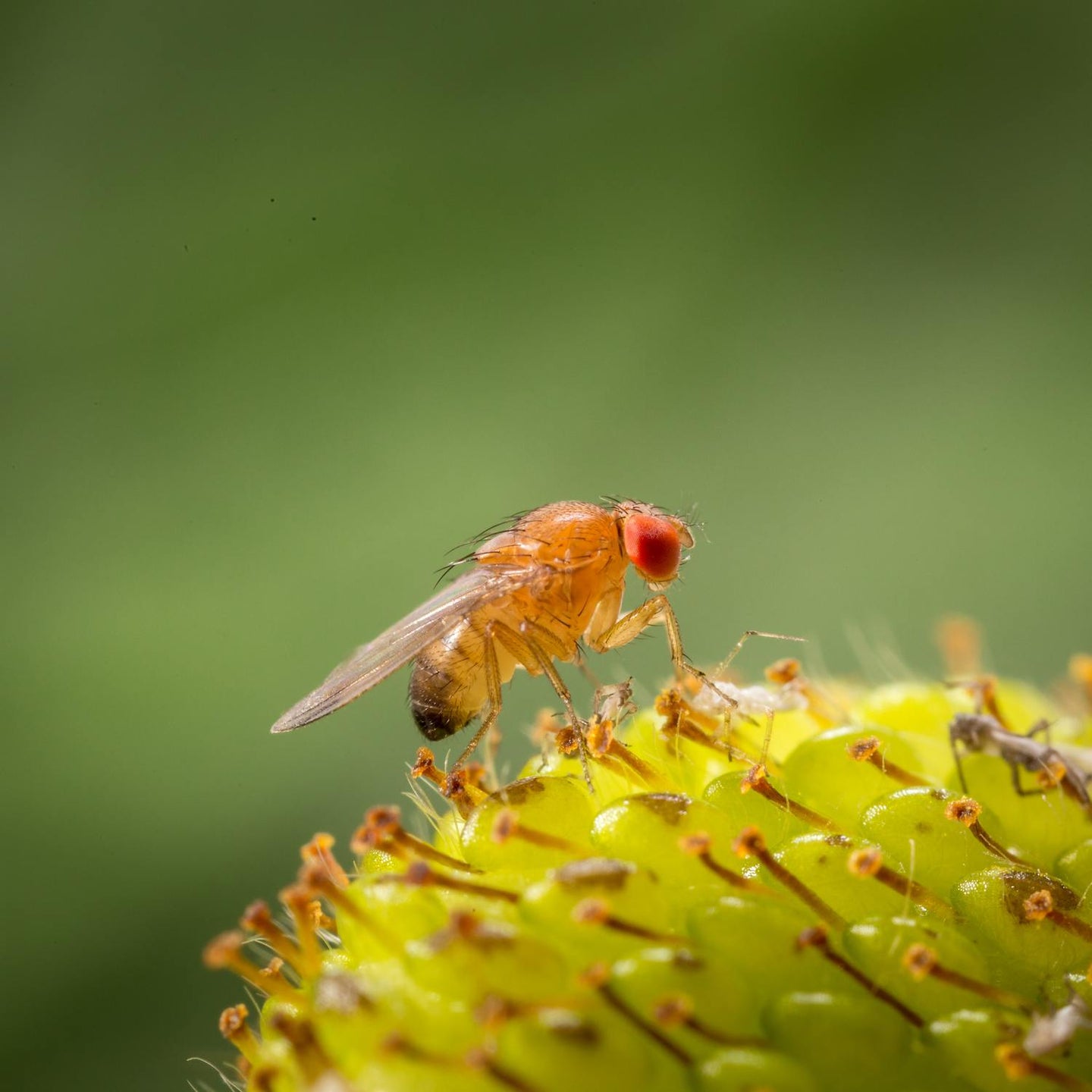 Catching and preventing fruit flies: our best tips!