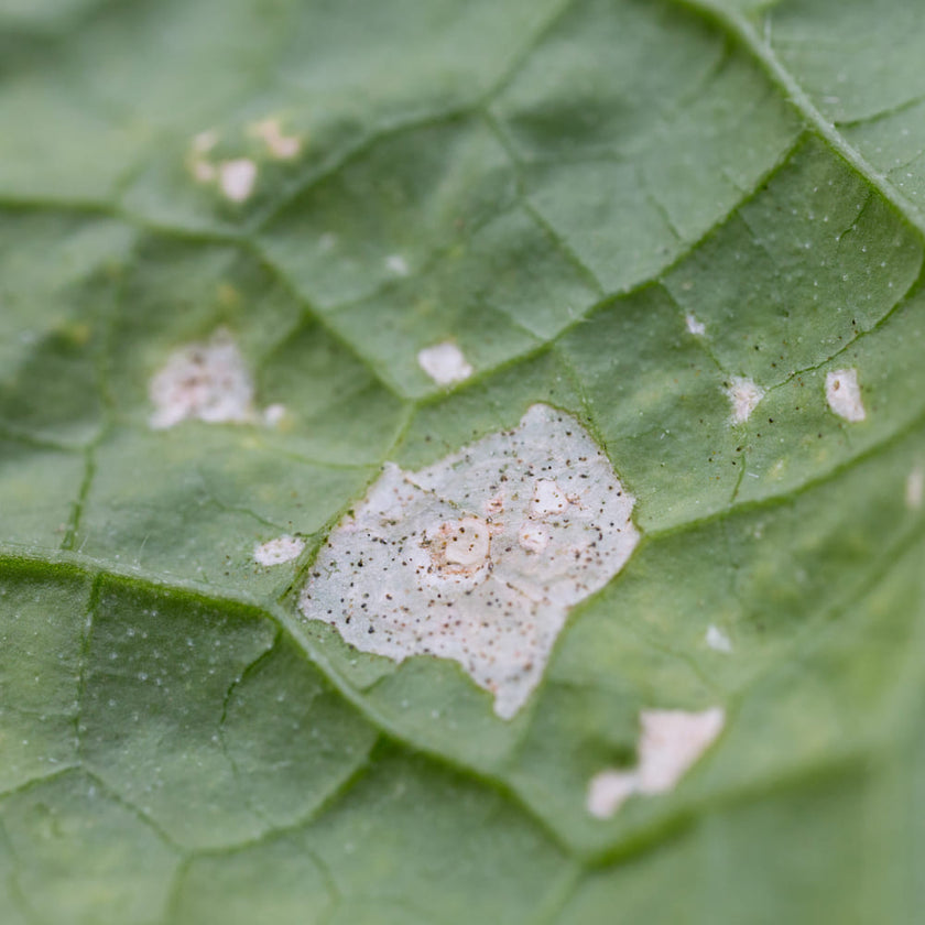 Control thrips with the help of plant insects