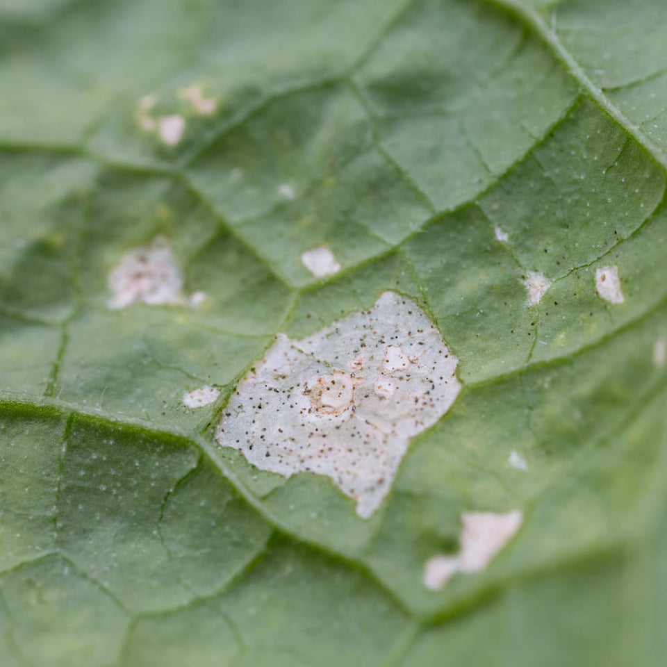 Control thrips with the help of plant insects