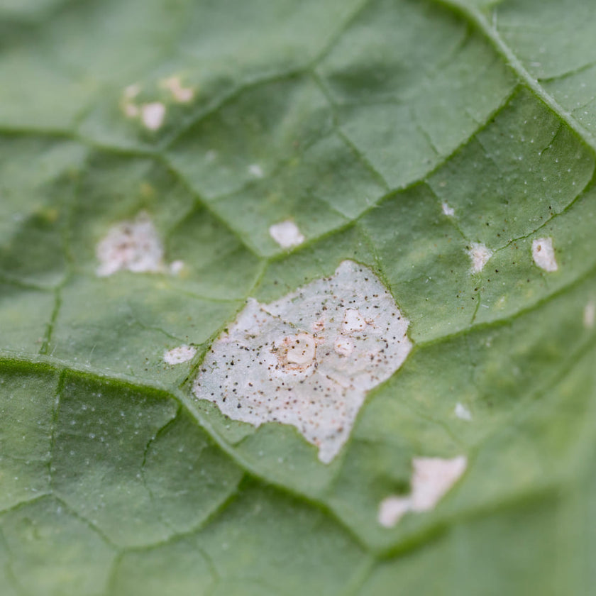 Effectief trips bestrijden: tips en trucs voor gezonde kamerplanten