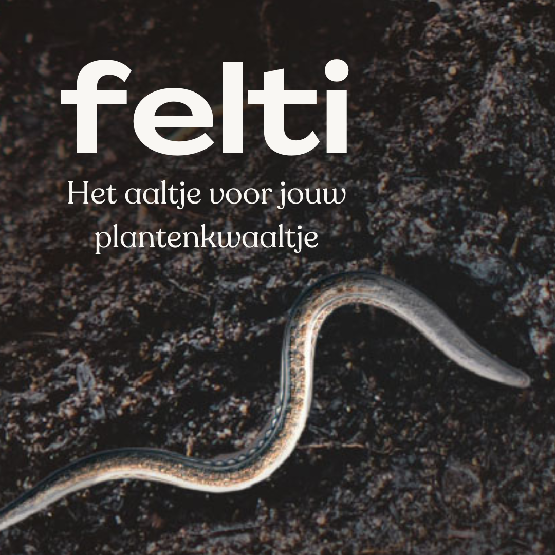 Felti aaltjes: de onzichtbare strijders in je kamerplant en tuin