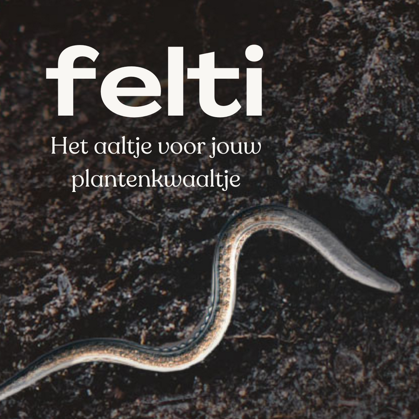 Felti aaltjes: de onzichtbare strijders in je kamerplant en tuin