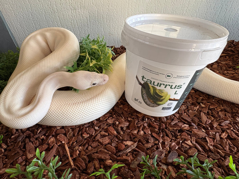 Help? Mijn slang heeft last van slangenmijt!