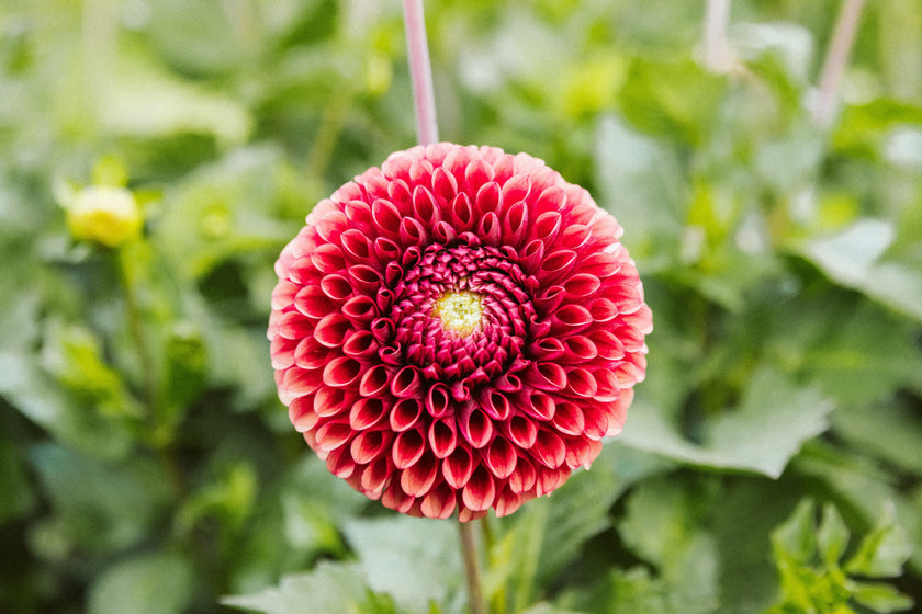 In 4 simpele stappen naar meer biodiversiteit