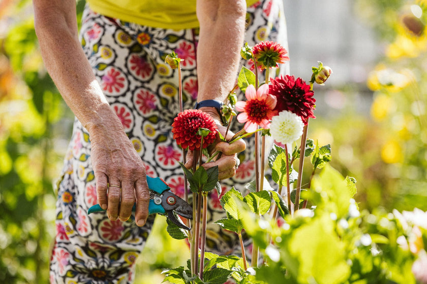 Uitheems groen: verrijking of bedreiging?