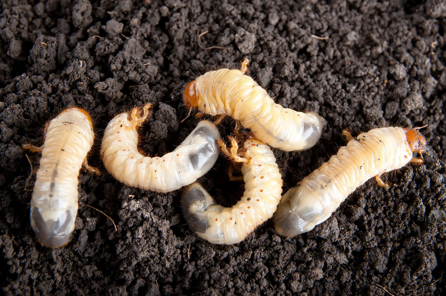 Help?! Engerlingen in de tuin!