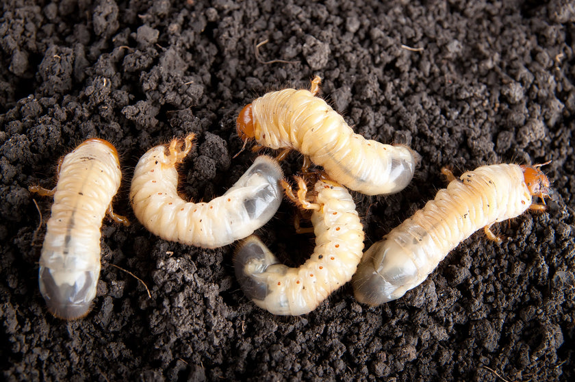 Help?! Engerlingen in de tuin!