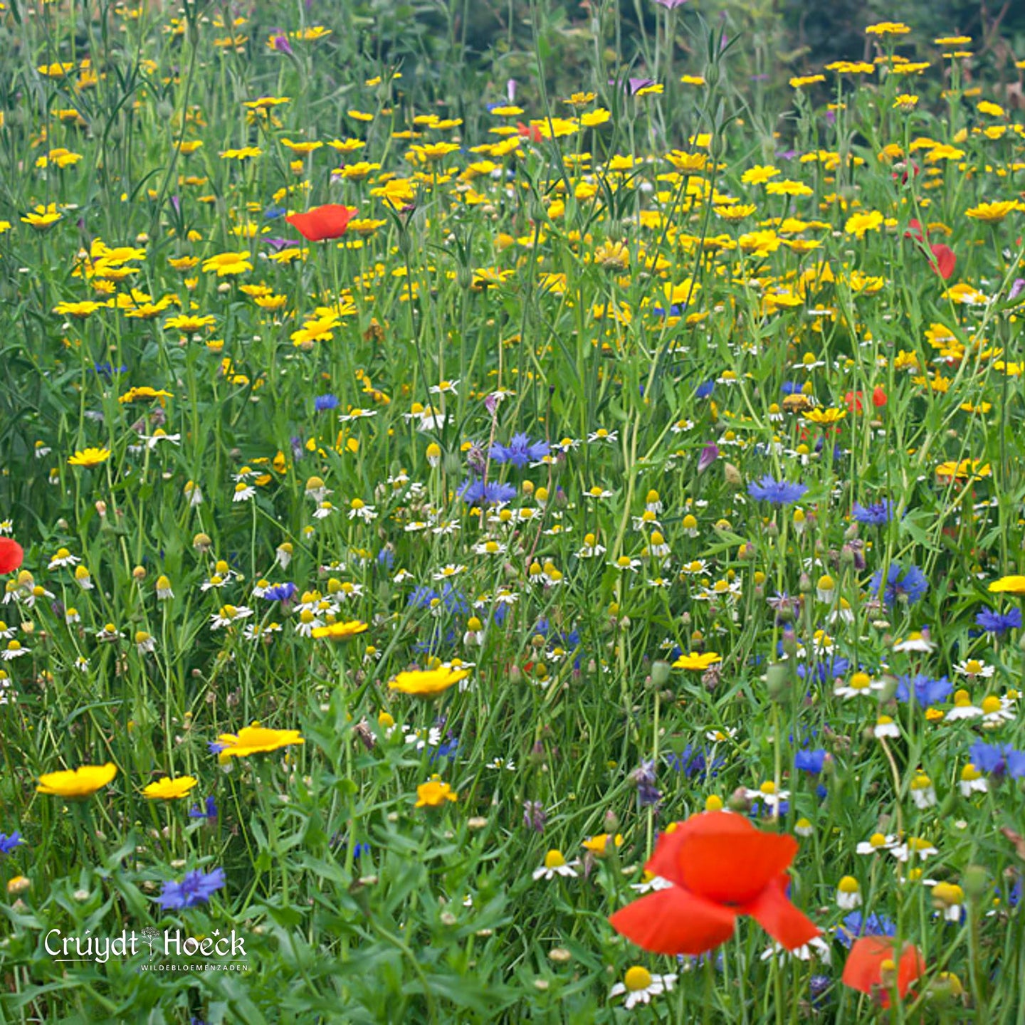 De beste insectvriendelijke planten voor een levendige tuin